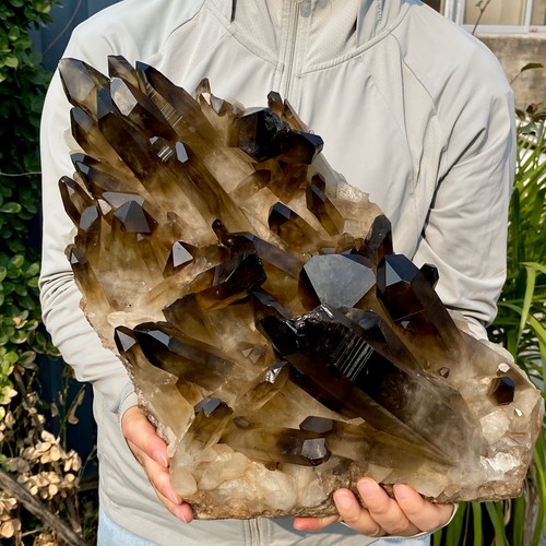 79lb large natural smoky - large,
