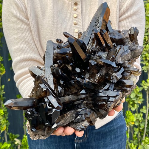 49lb large natural black - large,